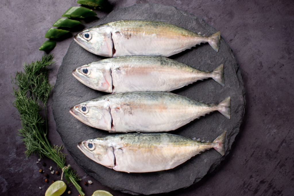 Mackerel Fish