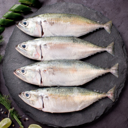 Mackerel Fish